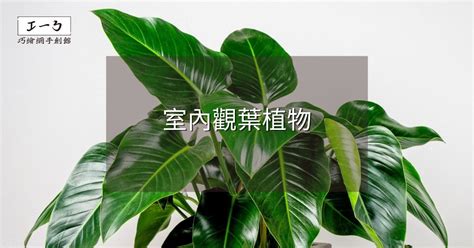 室內 觀葉植物|2024年室內觀葉植物精選與專業養護指南 